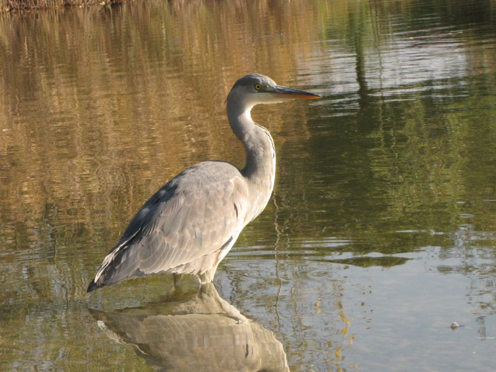 Giovane Airone cenerino